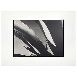 GABRIEL FIGUEROA, Bramadero, 1946, Signed and dated 90, Photoserigraphy 142 / 500, 15.7 x 19.4" (40 x 49.5 cm)