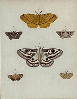 Pieter Cramer Attributed, Moths, From "Exotic Butterlies"