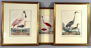 Three Alexander Wilson Ornithological Engravings