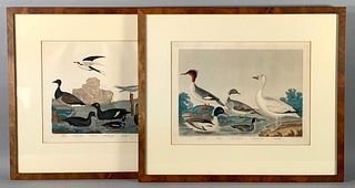Two Alexander Wilson Ornithological Prints