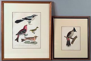 Two Ornithological Prints, Alexander Wilson