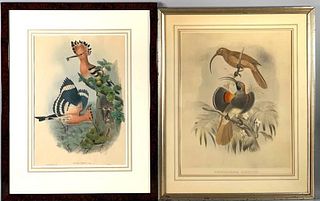 John Gould and H.C.Richter "Upupa Epops" Handcolored Lithographs