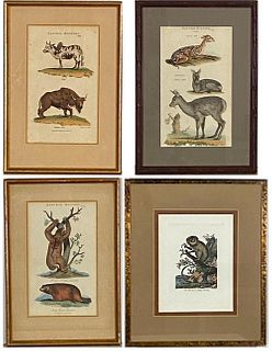 Four Assorted Natural History Prints