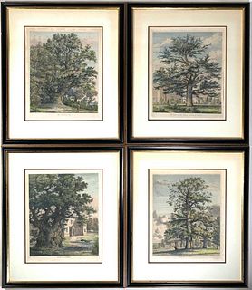 Jacob George Strutt, Four Handcolored Engravings of Trees