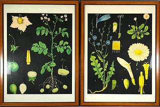 Two Vintage German Botanical Chart Lithographs