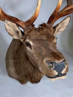 Taxidermy Elk Head Mount