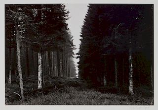 Paul Caponigro  'Forest'