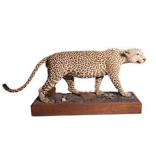 Leopardo. Tanzania, Ca. 1980. Taxidermia con base diorama en resina. 58cm de altura (sin base)