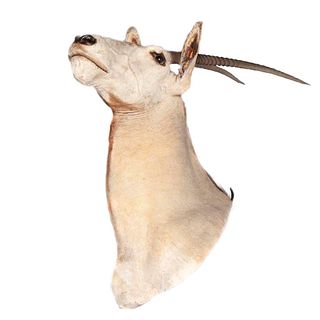 Oryx. Tanzania, Ca. 1980. Taxidermia. 146 cm de altura.