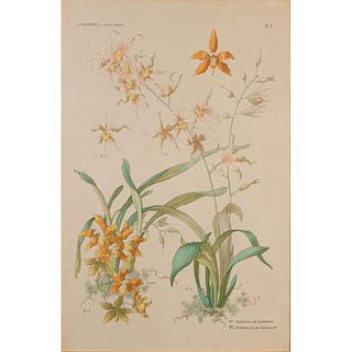 Henry Lambert Print, The Orchids, Framed