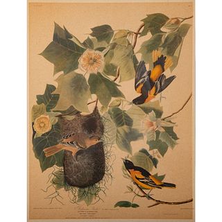 John Audubon Baltimore Oriole Print No.3 Plate 12