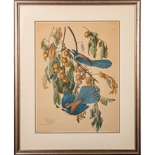 John Audubon Florida Jay No. 18 Plate 87