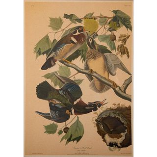 John Audubon Summer or Wood Duck No. 12 Plate 206