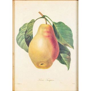 Pierre Joseph Redoute Print, Tarquin Pear, Framed