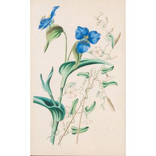 Vintage Botanical Engraving Print, Iris, Framed