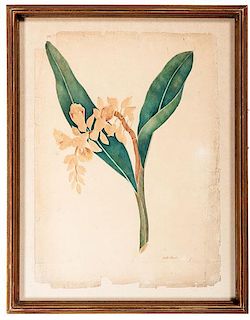 Botanical Watercolors After H. W. Burgess 
