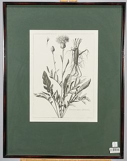 Set of Five Botanical Prints After Nicholas Robert