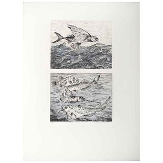 GEORGINA QUINTANA, Untitled, Signed and dated 97, Etching and roulette engraving a la poupeé 53 / 60, 13.3 x 8.2" (34 x 21 cm)