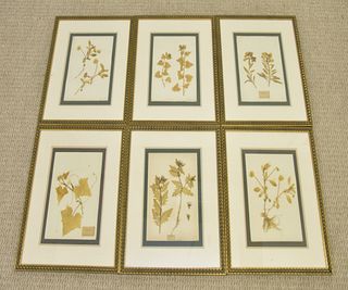 Six Framed Dried Floral Arrangements