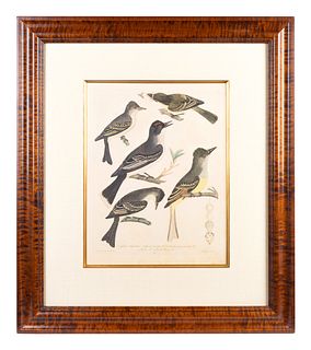 After Alexander Wilson
(American, 1766-1813)
Four Hand-Colored Bird Engravings