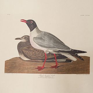 John James Audubon (American, 1785-1851) "Black Headed Gull" Aquatint