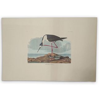 John James Audubon (American, 1785-1851) "Long Legged Avocet" Aquatint
