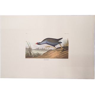 John James Audubon (American, 1785-1851) "Purple Gallinule" Aquatint