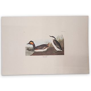 John James Audubon (American, 1785-1851) "Eared Grebe" Aquatint