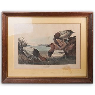 Audubon "Canvas Backed Duck" Engraving, CCC1, NO 61