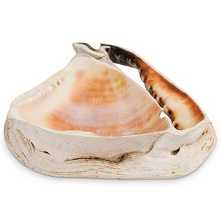 Engraved Carved Conch Shell