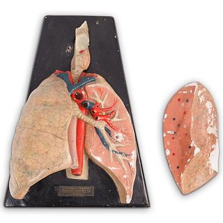 Antique Medical Anatomical Human Lung Model