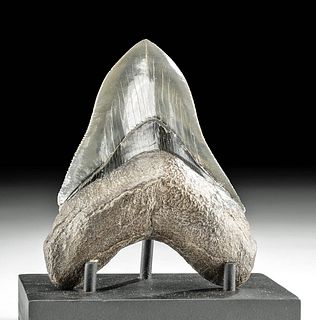 Lustrous Fossilized Megalodon Tooth w/ Matte Root