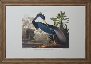 John James Audubon (1785-1831, Haitian/American), "Louisiana Heron," No.44, Plate 217, facsimile, presented in a wide distressed washed frame, H.- 25 