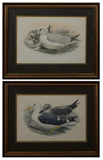 J. Gould (1804-1881, English) and H. C. Richter (1821-1902, English), "Larus Fuscus," and "Procelaria Gracialis," 20th c., pair of colored bird prints
