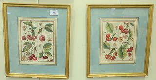 Six Botanical Fruit Engravings, each hand-colored, two by Poiteau and Gabriel; pair by Abrey Le Melon and La Citrouille; along with a pair by Sellier 