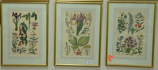 Eight Piece Group of John W. Hill (British, 1716 - 1775), botanical studies, engravings on paper with hand coloring, each inscribed in plate, sight si
