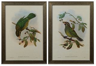 John Gould (1804-1881, English), "Alluroedus Melantonis," and "Alluroedus Maculisis," 20th c., pair of catbird prints, after the 19th c. originals, pr