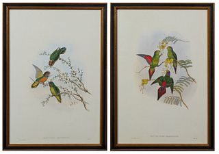 John Gould (1804-1881, English), "Psittenteles Wilhelminae," and "Nasitorna Misorensis," 20th c., pair of parakeet prints, after the 19th c. originals