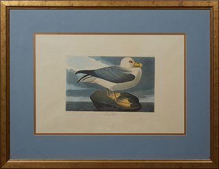 John James Audubon (1785-1851), "Fulmar Petrel," No. 53, Plate 264, Amsterdam edition, presented in a gilt frame with a blue mat, H.- 19 1/2 in., W.- 