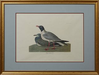 John James Audubon (1785-1851), "Black-headed Gull," No. 63, Plate 314, Amsterdam edition, presented in a beaded gilt frame with a blue mat, H.- 21 1/