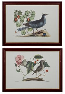 Mark Catesby (1683-1749, English), "The White Crown Pigeon," and "The Mock-bird," 20th c., after the 18th c. originals, presented in mahogany frames w