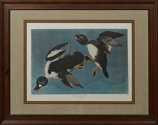 John James Audubon (1785-1851), "Golden-Eye Duck," No. 69, Plate 342, Amsterdam edition, presented in a mahogany frame, H.- 22 in., W.- 30 1/2 in.