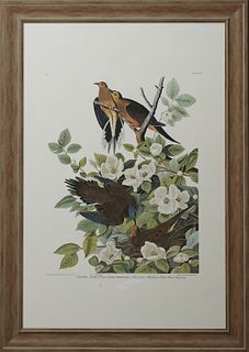 John James Audubon (1785-1851, Haitian/American), "Carolina Turtle Dove," No 4, Plate 17, Princeton edition, presented in a wide distressed frame, H.-