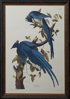 John James Audubon (1785-1851, Haitian/American), "Columbia Jay," Plate 96, Princeton edition, presented in a black frame with gilt highlights and a g