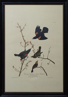 John James Audubon (1785-1851), "Red-Winged Starling or Marsh Blackbird," No. 14, Plate 67, Amsterdam Edition, presented in a black frame with a gilt 