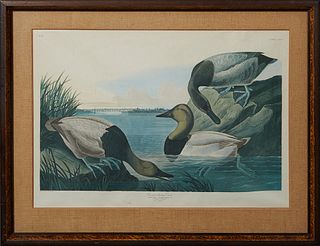 John James Audubon (1785-1851), "Canvas Backed Duck," No. 61, Plate 301, Amsterdam edition, presented in a distressed wood frame with a burlap mat, H.