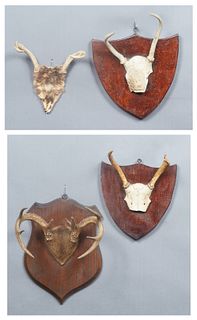 Four Small Antlers, 20th c., three mounted on wooden back plates, one two point; one four point; one three point; and one eight point, Eight- H.- 14 1