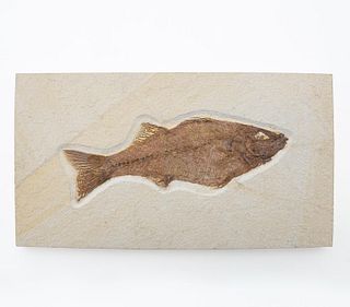 FOSSILIZED FISH IN PLASTER AND STONE MOUNT