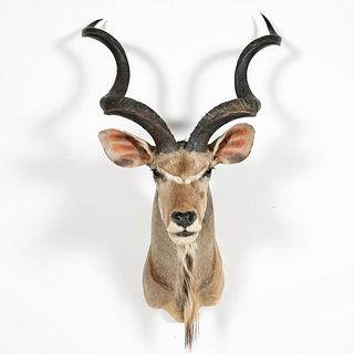 AFRICAN GREATER KUDU TAXIDERMY SHOULDER MOUNT