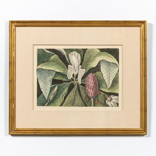 MARK CATESBY, MAGNOLIA, HAND COLORED ENGRAVING